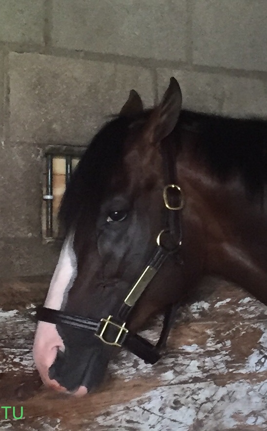 War of Will peeks out from his stable at Keeneland before shipping to New York for the Belmont Stakes.