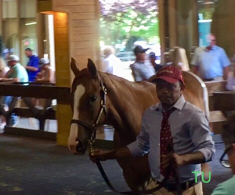 California Chrome and Wildcat Lily produced this filly, hip 109 at Fasig-Tipton July.