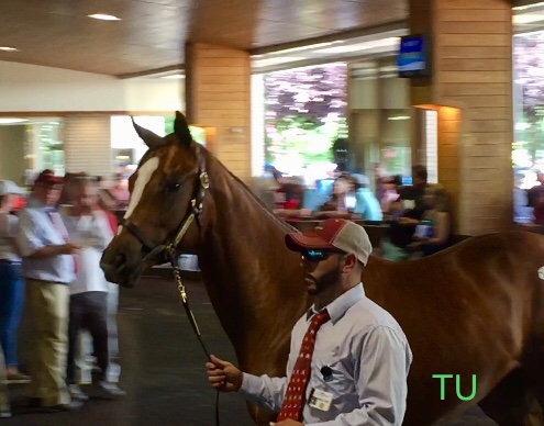 Hip 141 and Fasig-Tipton July was this pretty colt by California Chrome and Beholden.