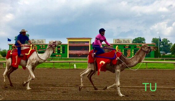 Liz Morris rides the winning camel at Ellis Park!