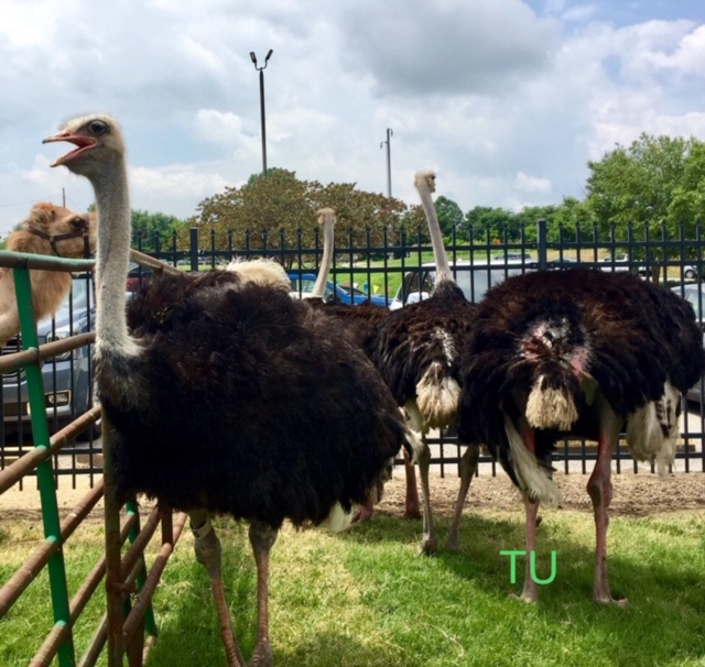 The ostriches were all smiles for racing at Ellis Park too!