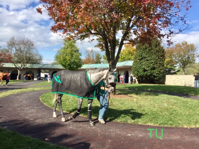 The Fall Meet at Keeneland is a great place to experience the beauty of the "Horse Capital of the World"!