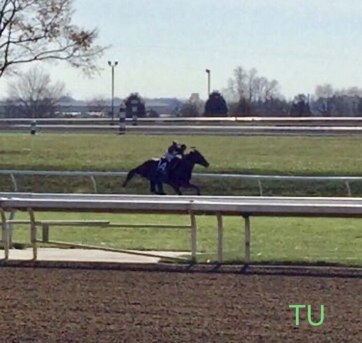 Golden Pal, will race in the Breeders' Cup Turf Sprint.