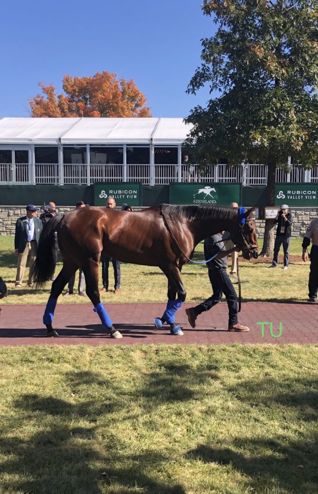 Flightline schools in Keeneland's paddock to prepare for the 2022 Breeders' Cup.