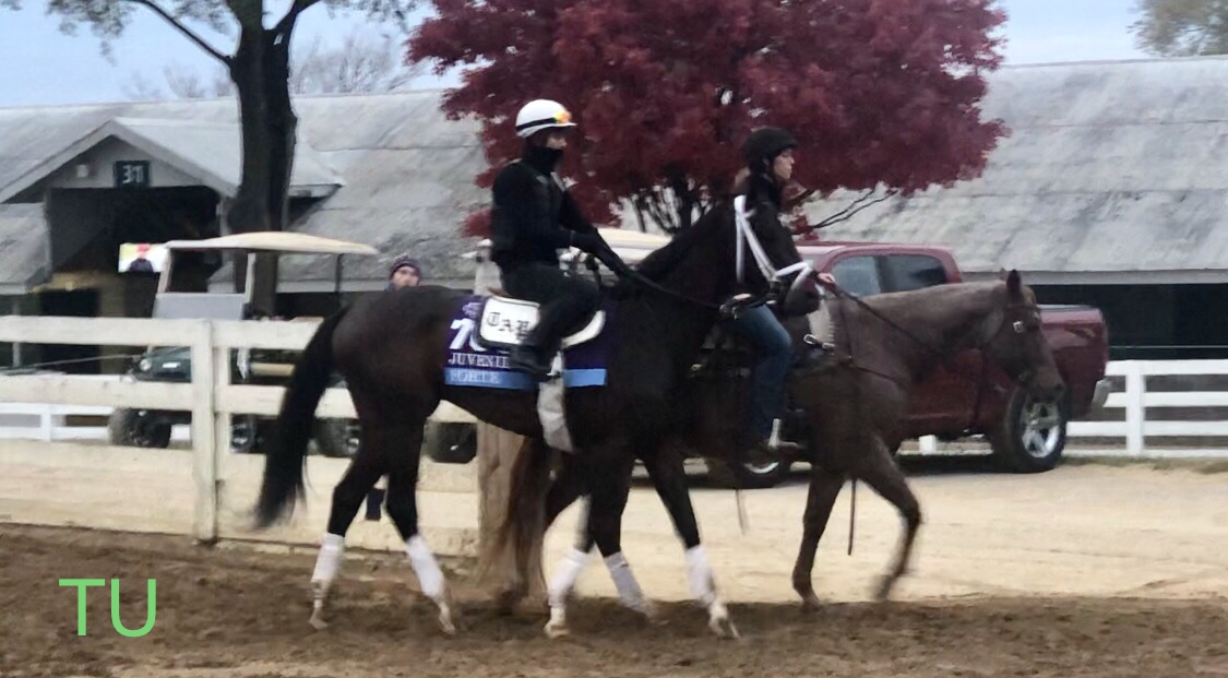 Forte was fantastic this Fall at Keeneland. Forte picked up Kentucky Derby prep points there, winning both the Breeders' Futurity and the Breeders' Cup Juvenile Stakes.