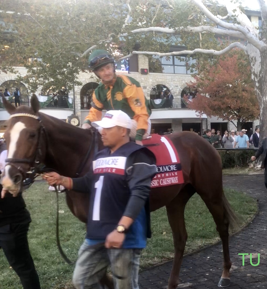 Classic Causeway won the Tampa Bay Derby in 2022. In this photo, he is in Keeneland's paddock before the GI Coolmore Turf Mile Stakes.