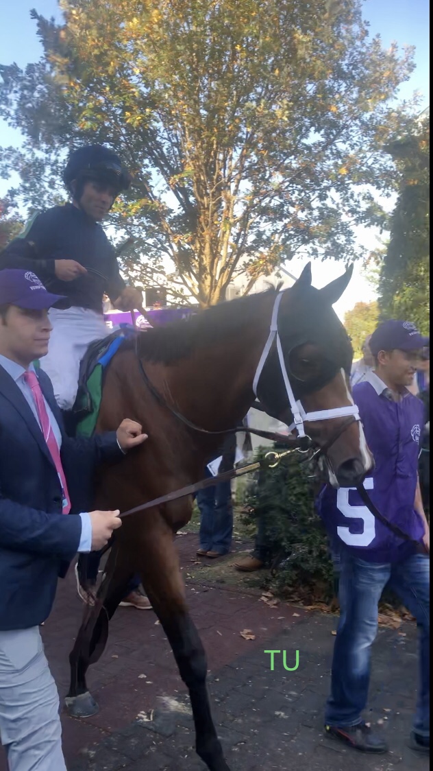 Verifying is seen entering the track for the Breeders' Cup Juvenile at Keeneland. He returns to Keeneland in the Blue Grass Stakes. He will aim to get points in order to race in the 149th Kentucky Derby.
