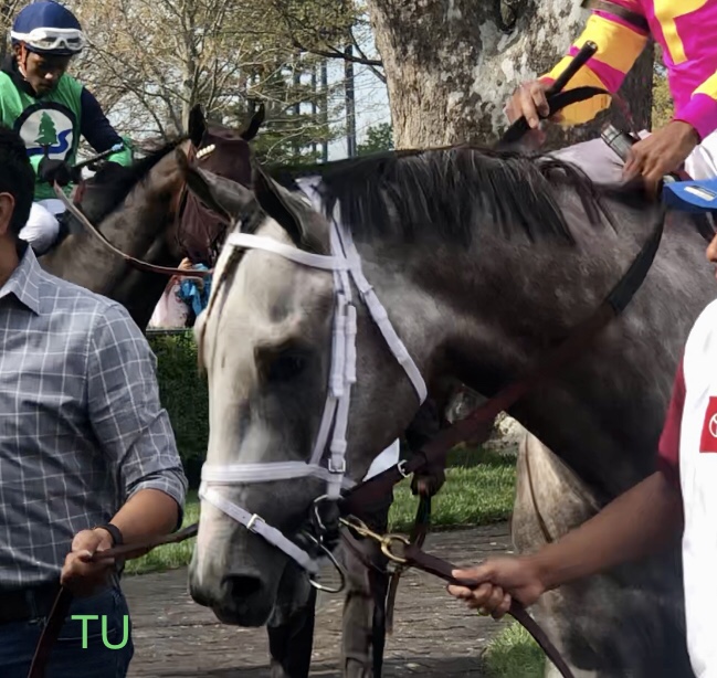 Tapit Trice