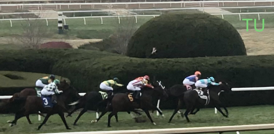 Classic Causeway has raced in several stakes, including two at Keeneland, in Kentucky. Now he has traveled to Ascot for the Prince Of Wales Stakes.