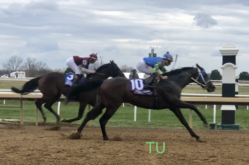 Senor Buscador raced in the 2022 Breeders' Cup Dirt Mile at Keeneland. This year he will race in the 2023 Breeders' Cup Classic at Santa Anita.