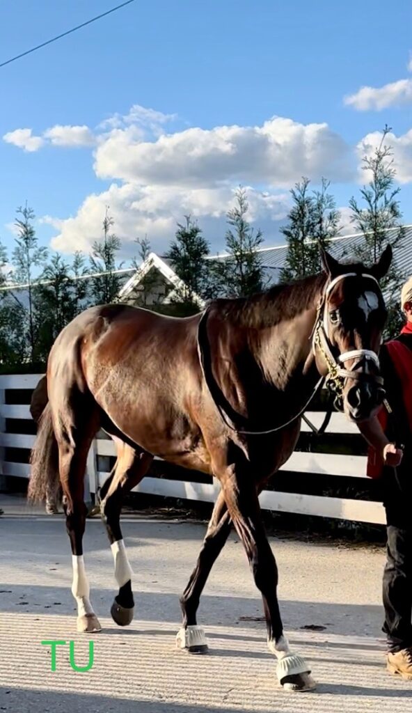 Nash is up next in the Lecomte Stakes. Here he was parading towards Keeneland's track.