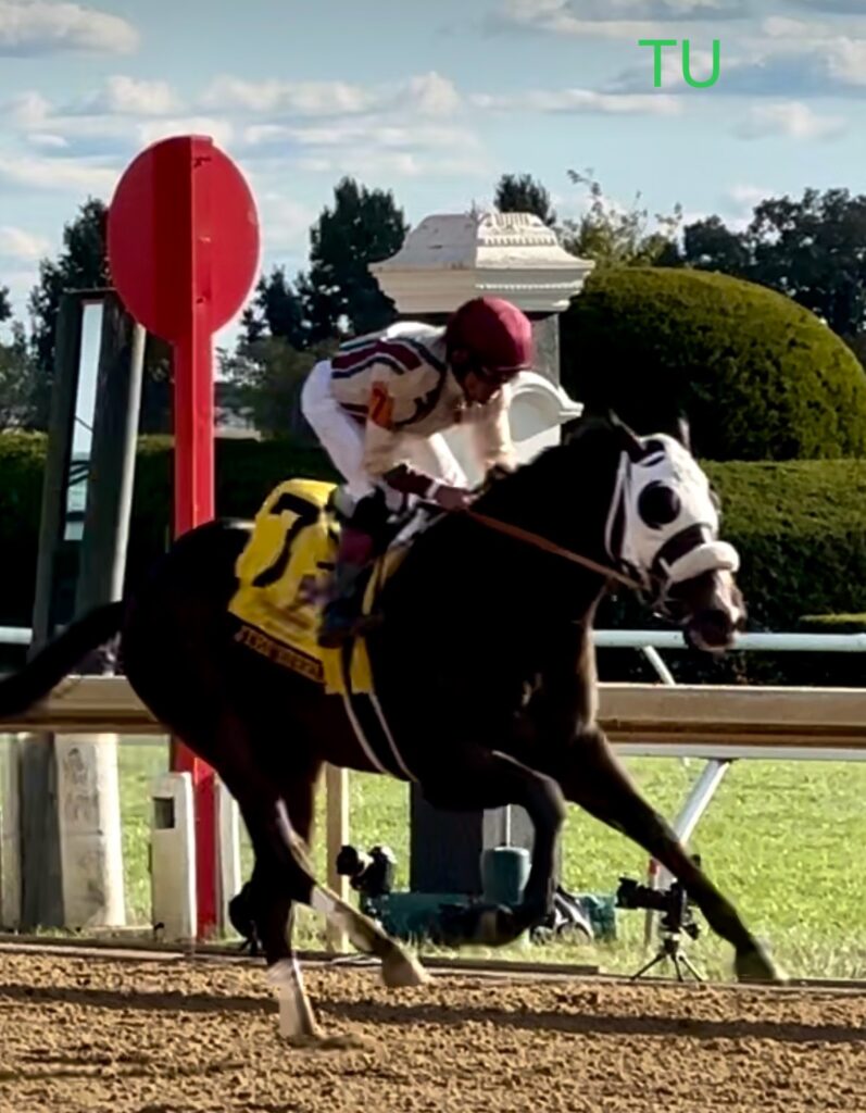 Just Steel has Kentucky Derby fever.  He is seen here in the Claiborne Breeders' Futurity.  Next up is the Rebel Stakes.