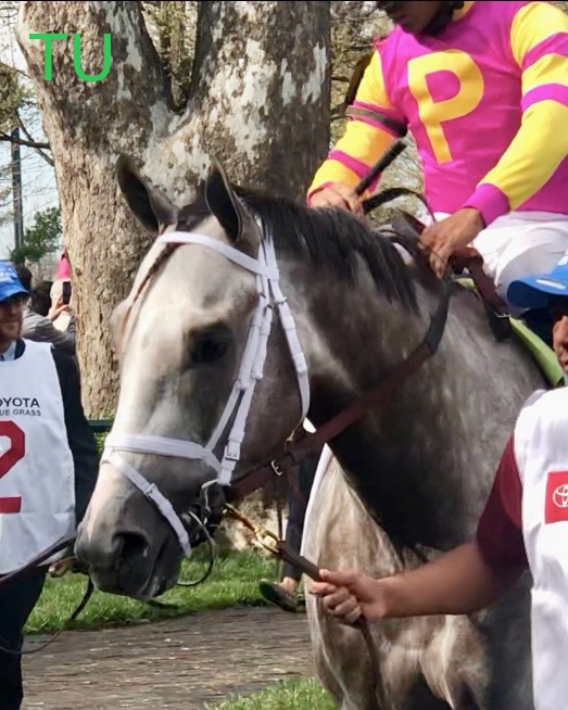 Tapit Trice won the Tampa Bay Derby and the Blue Grass Stakes too before racing in the Kentucky Derby.