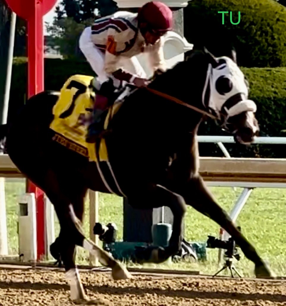Just Steel is steeling hearts and earning Kentucky Derby prep points. Watch him climb the leaderboard with the Arkansas Derby,