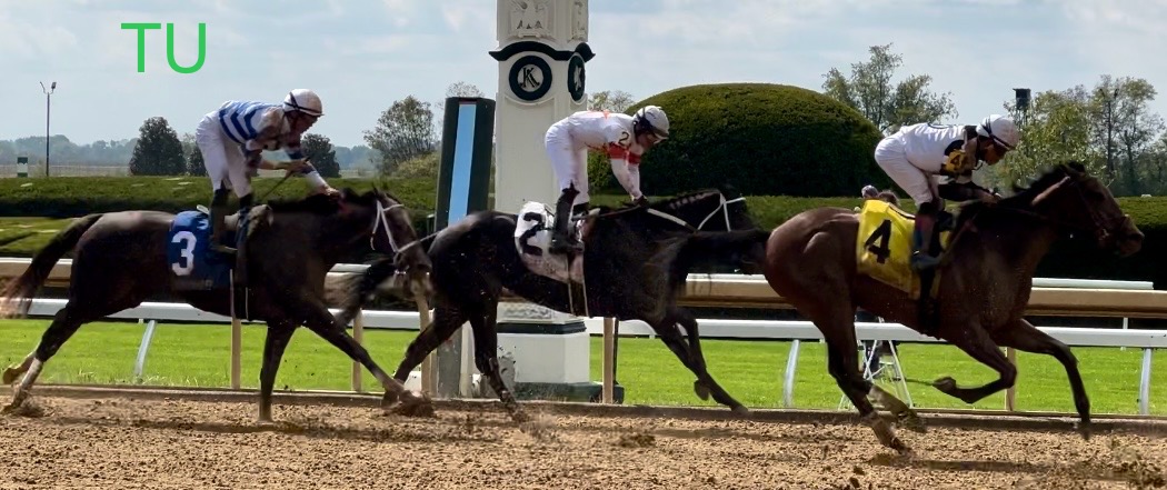 Lemon Muffin is the only filly taking on the 2 week challenge from the Kentucky Oaks to Black-Eyed Susan Stakes!