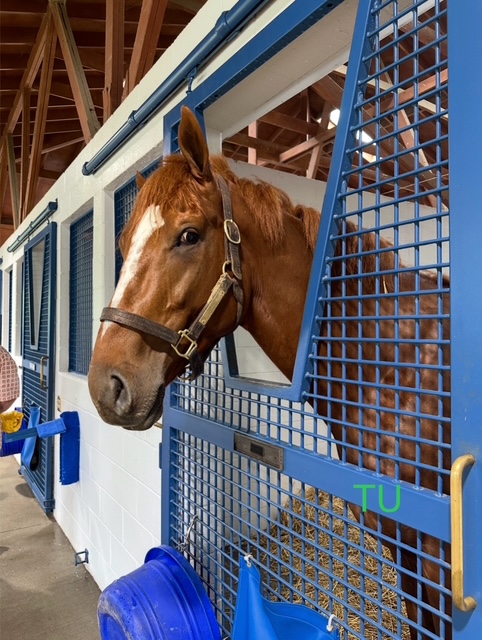 Onrush checks out the crowd touring Pin Oak Stud.