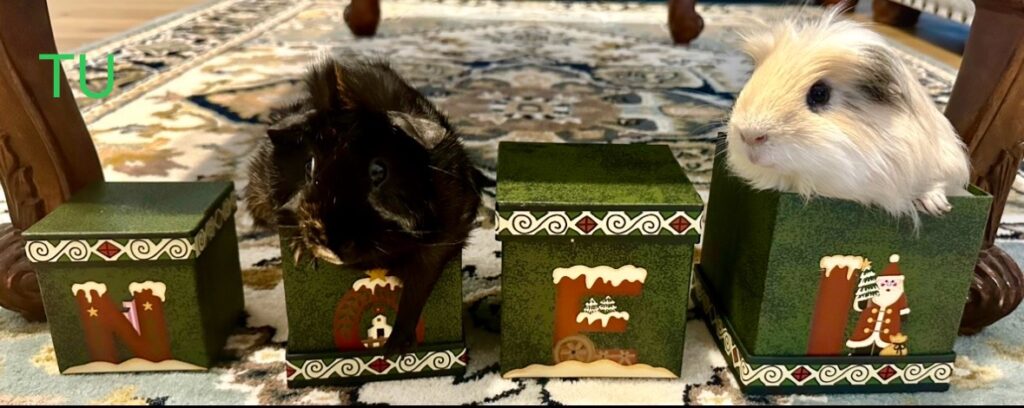 Thoroughbred Crue - Flip and Cheese