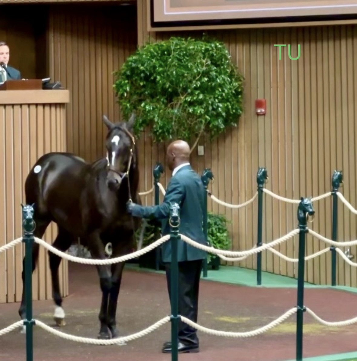 Sleepingonfreedom as seen at Keeneland's auction.