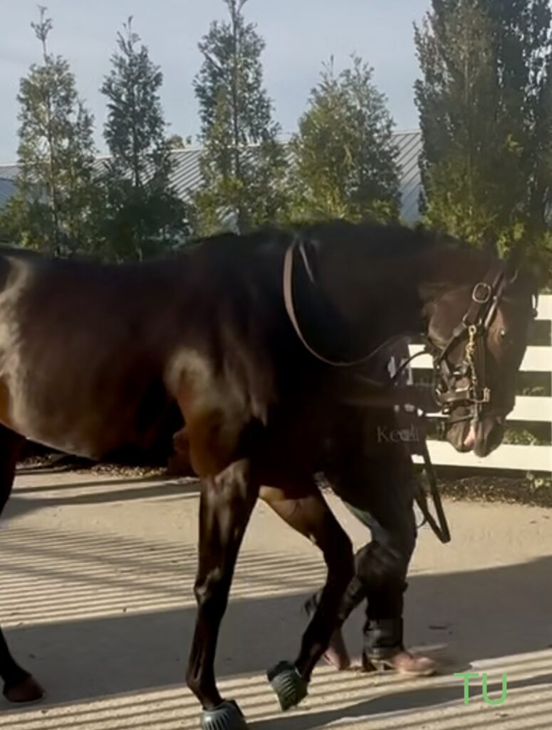 Pashmina is ready to push the pace in the 152nd Kentucky Oaks!